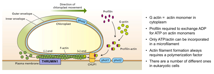 <p>plant-specific actin polymerization factor that functions specifically in cp-actin-based chloroplast movement</p>