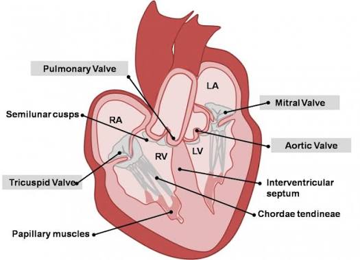 <p>Fibrous chords which prevent valves from being averted and inverted during ventricular contraction</p>