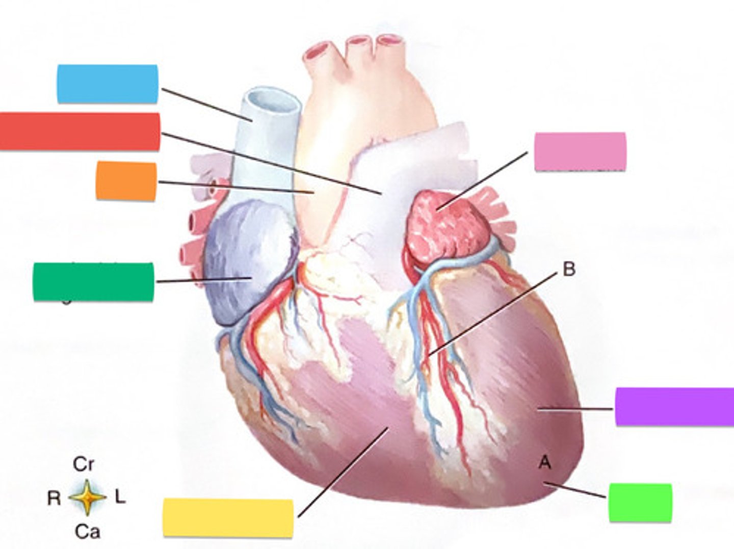 <p>What structure is labelled <strong>“B”</strong>?</p>