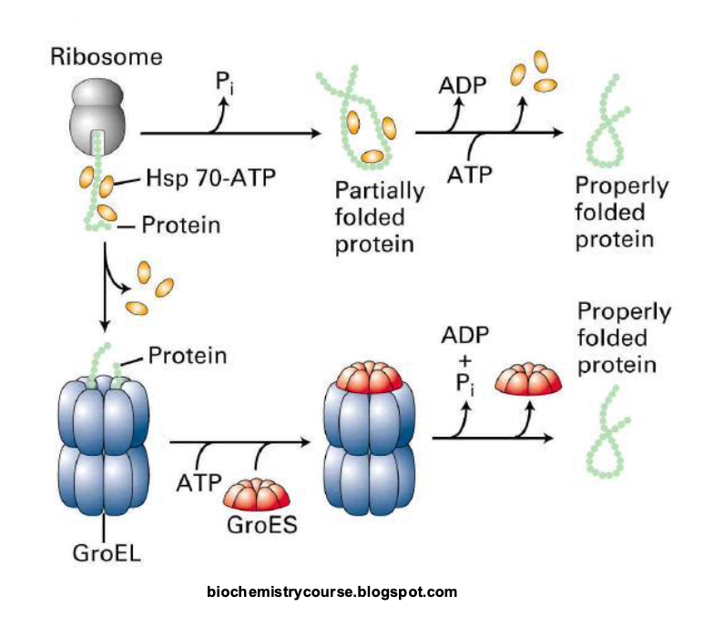 <p>Help protiens fold properly</p><ul><li><p>Hsp70 binds to hyrophobic regions and prevents aggregation giving the protein time to fold</p><ul><li><p>Hsp60 (GroEL) forms a large cavity that seperates the unfolded protein from the cytosol and thus prevents aggregation. </p></li></ul></li></ul><p></p>