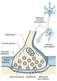 <p>sinapse entre o neurônio motor e a fibra muscular, onde o impulso nervoso é transmitido ao músculo por neurotransmissores</p>