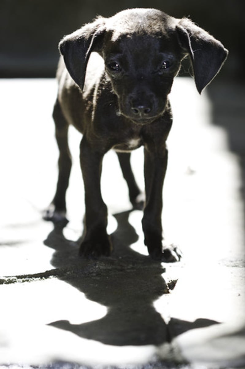 <p>No estar bien alimentado</p>