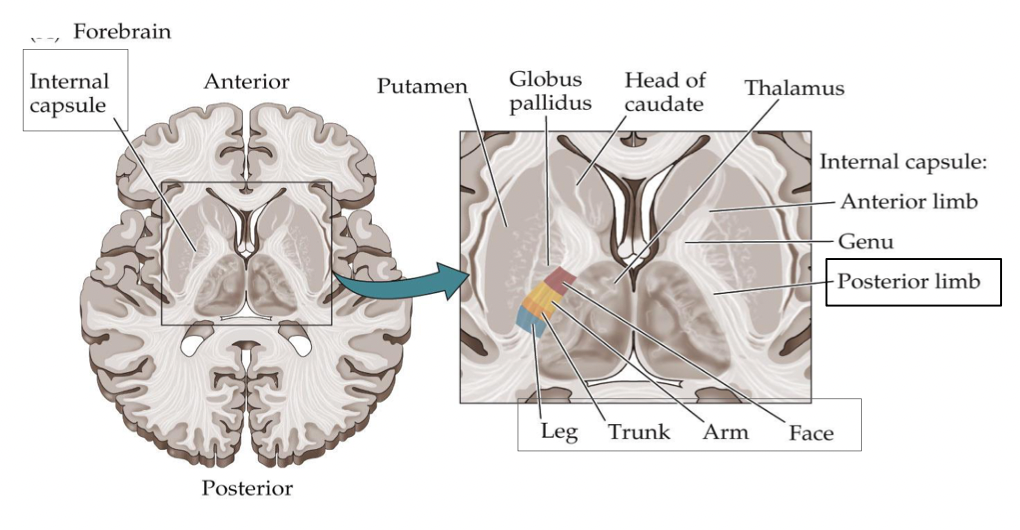 <p>Where does the CST descend through first? What does it exhibit here?</p>