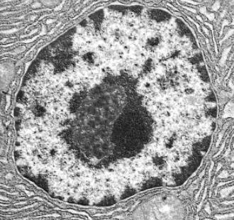 <p>largest organelle sounded by double envelope (nuclear envelope) with pores, contains chromatin( DNA coiled around histones), controls activities of the cells by mRNA</p>