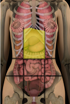 <p>what abdominal region is this? </p>