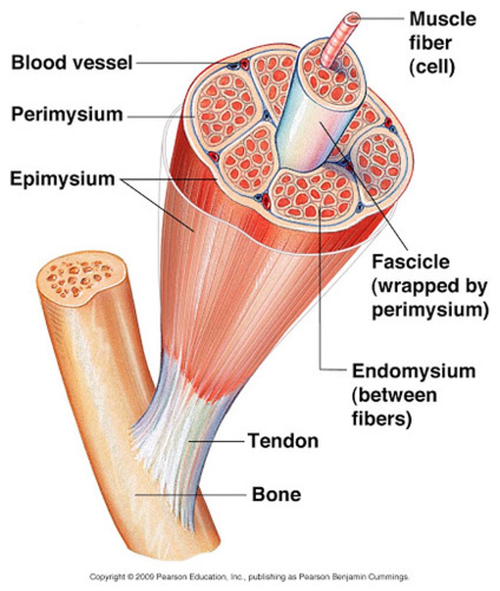 <p>Epimysium (whole), Perimysium (fascicle), Endomysium (fiber)</p>