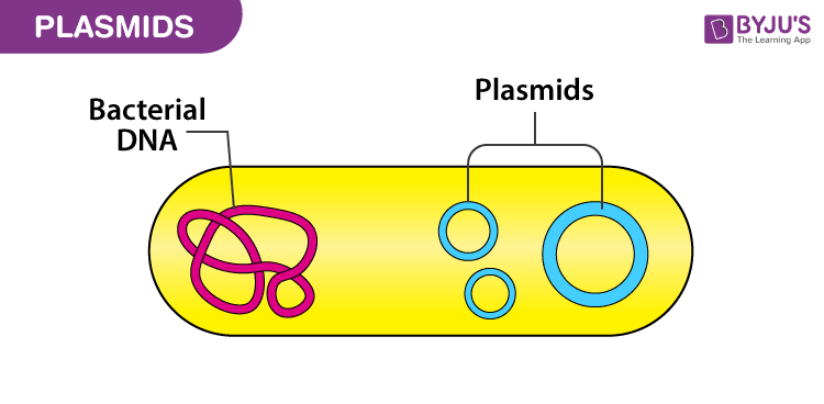 <p>rings of DNA of genes. <u>Replicates</u> the DNA (copies move between cells so that genetic information can be shared)</p>