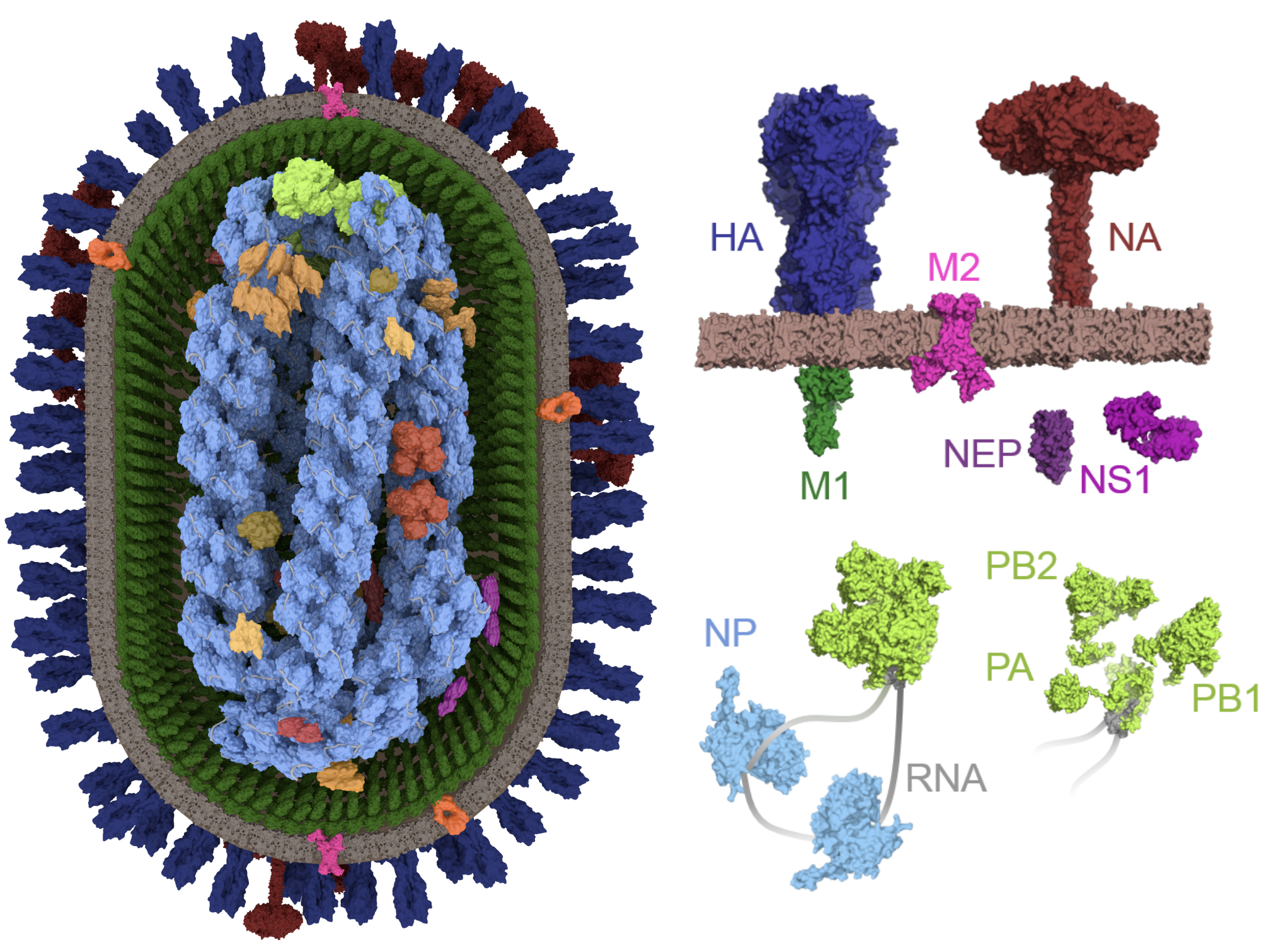 <p><span>The influenza viruses are:</span></p><ul><li><p><span>Pleomorphic (spherical and filamentous forms)</span></p><ul><li><p>Are very sensitive to the environment; cannot withstand many chemicals or cleaners</p></li></ul></li><li><p><strong><span>negative strand RNA viruses</span></strong></p></li><li><p><span>have a </span><strong><span>segmented genome (8 segments specifically)</span></strong><span>, encapsidated into ribonucleoprotein complexes (RNPs)</span></p></li><li><p><span>form enveloped virions </span></p></li></ul><p></p>