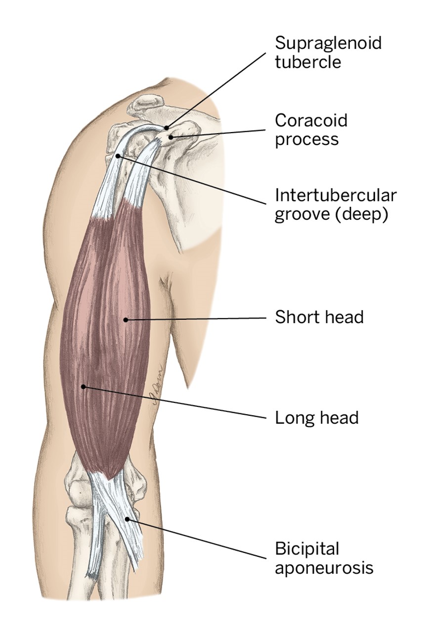 <p>O- Scapula; Supraglenoid tubercle</p><p>I- Raidus; Radial Tuberosity</p><p>A- Shoulder Flexion, Elbow Flexion (primary), Forearm Supination</p>