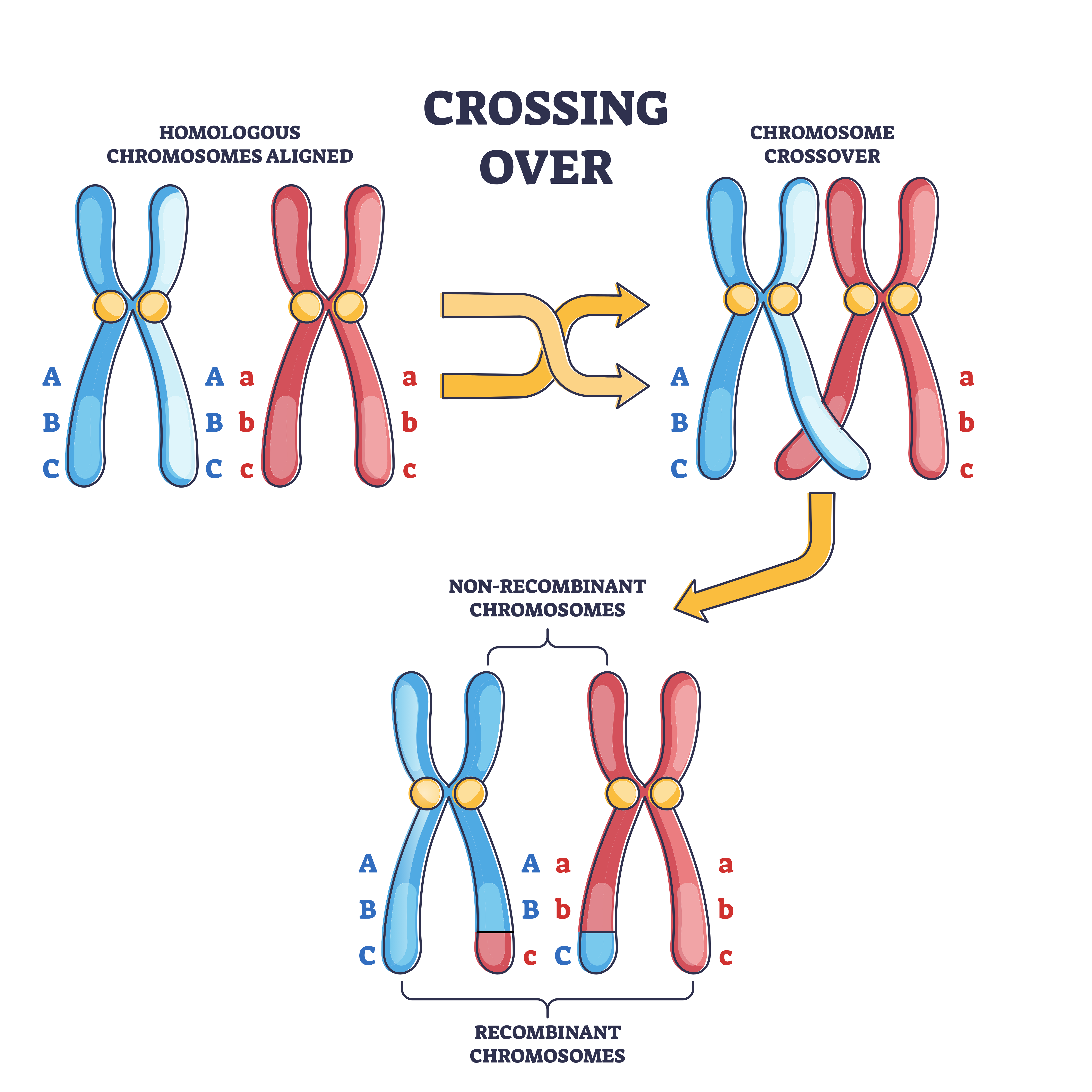 <p>a cellular process that happens during meiosis when chromosomes of the same type are lined up<span><span>. When two chromosomes — one from the mother and one from the father — line up, parts of the chromosome can be switched.</span></span></p>