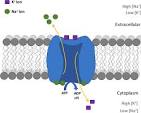 <p>ATPase </p>
