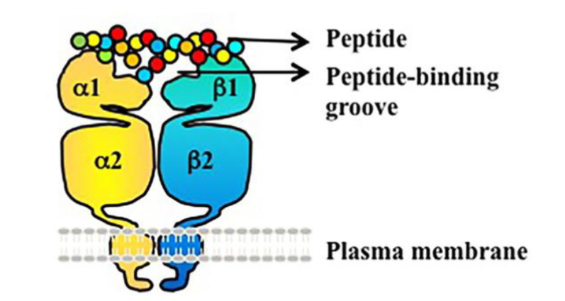 <p>Heterodimer made of 2 chains: α-chain + β-chain</p><p></p><p>Encoded by HLA-DP, HLA-DQ, HLA-DR (each with α + β genes)</p>