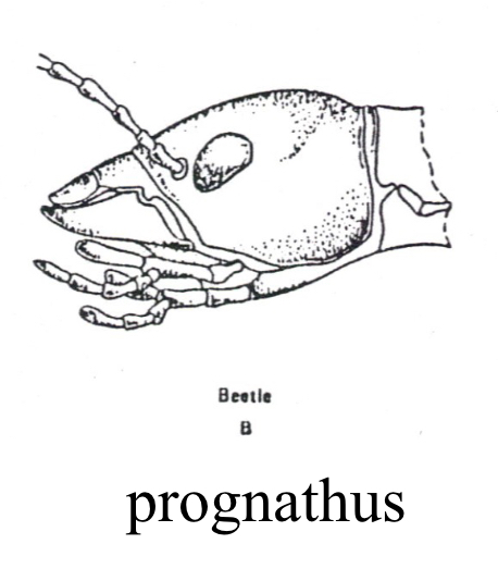 <p>Prognathous</p>