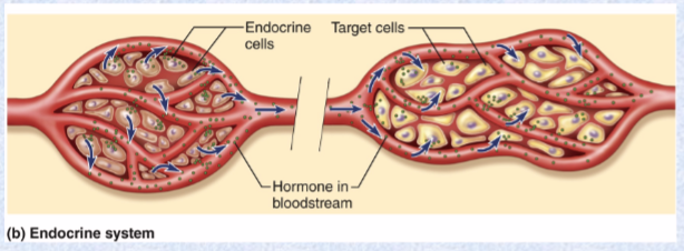 <p>chemical messengers transported via blood; stimulate physiological responses in another organ, often considerable distance away</p>