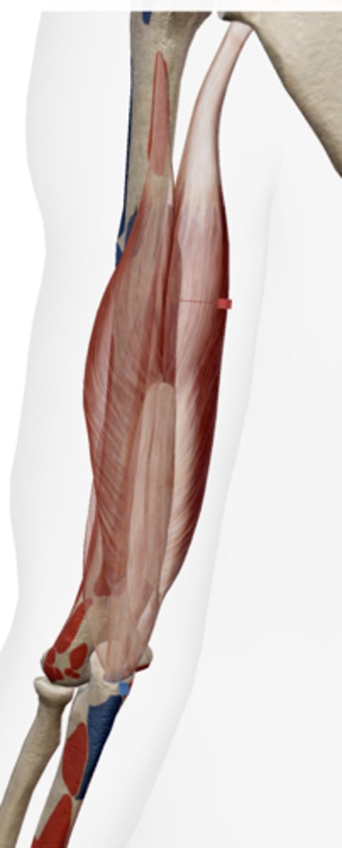 <p>olecranon of ulna</p>