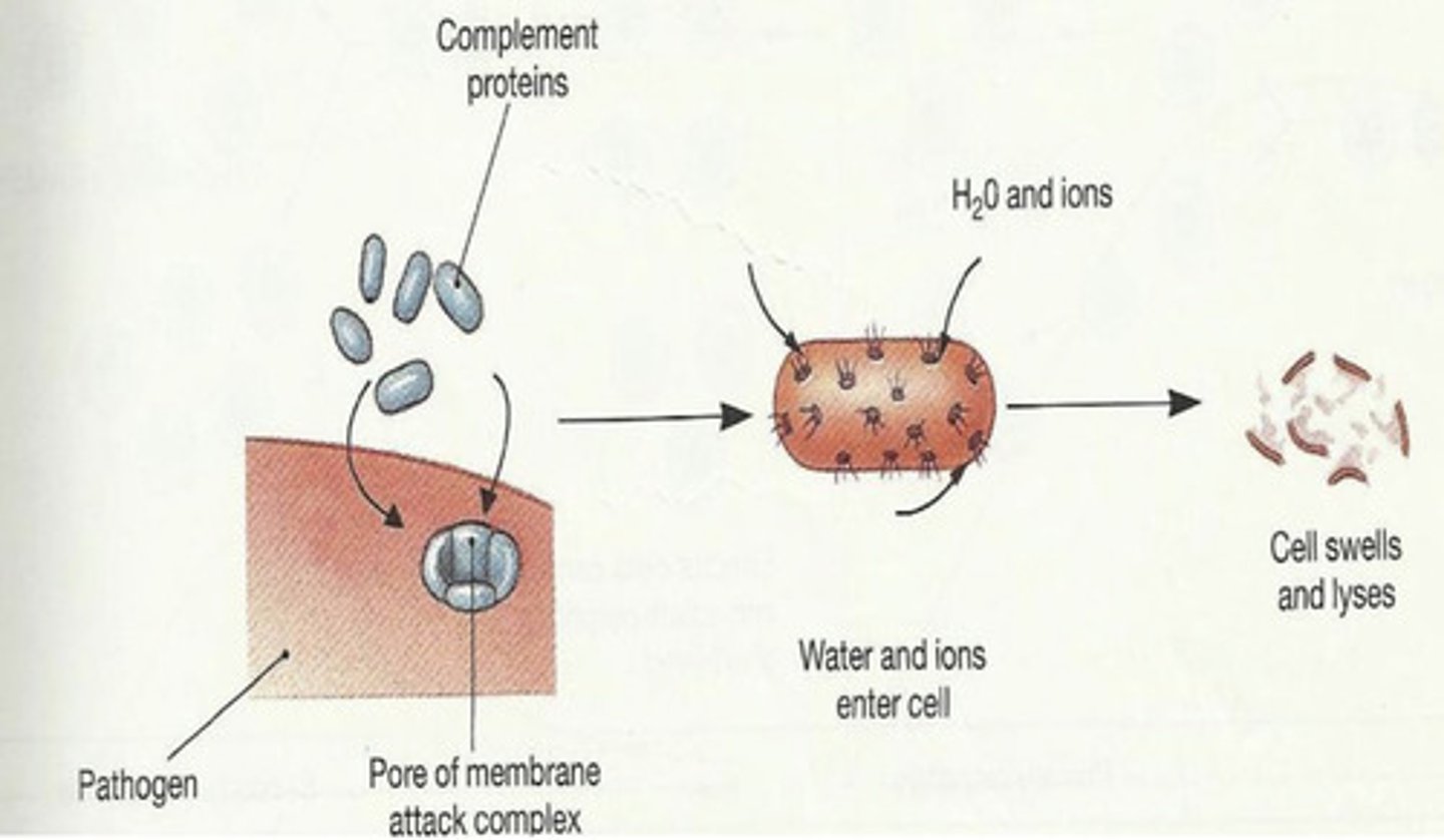 <p>which are the complement proteins here?</p>