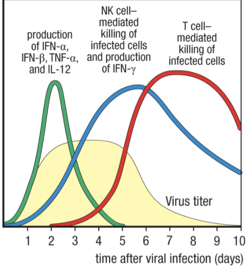 <ul><li><p>directly kill stressed, infected, and/or transformed cells (generally viruses or cancer)</p></li><li><p>important for containment of threat while adaptive response matures</p></li></ul><p></p>