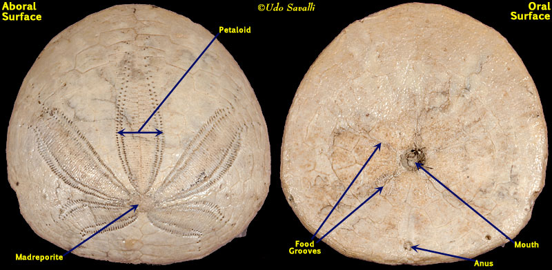 <p>Sand dollars, heart urchins, sea biscuits<br>- secondarily bilaterally symmetrical<br>- burrow, filter, or deposit feeder<br>  - feed with ciliary currents and tube feet</p>