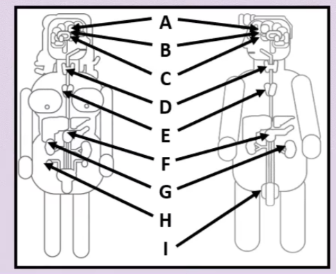 <p>Name the Hormones Produced by the Glands (Letter Order)</p>