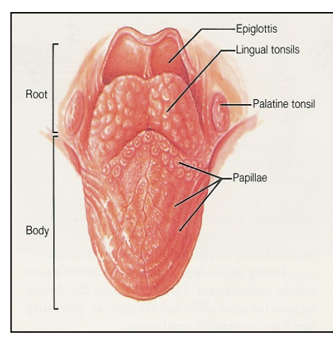 <p>Anterior aka <strong>body</strong> of tongue = skeletal muscle </p><p>Posterior aka<strong> root </strong>of tongue<strong> </strong> = skeletal muscle + anchored to the hyoid bone and covered with lingual tonsils. </p><p></p>