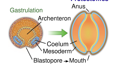 <ul><li><p>Blastopore becomes the mouth of the organism</p></li><li><p>&amp; a second opening develops to become the anus</p></li><li><p>2 major groups:</p><ul><li><p>Lophotrochozoa</p></li><li><p>Ecdysozoa </p></li></ul></li></ul><p></p>