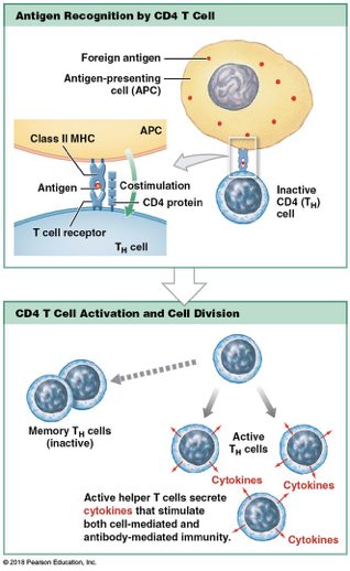 <p>Cell division and to produce active Th cells and memory Th cells </p><p>release cytokines that activate b cells and stimulate Tc cells&nbsp;</p>