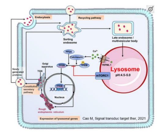 <p>les protéines sont adressées au RE puis à l’appareil de Golgi.</p><p>Signal de tri porté par protéines lysosomales =>adressage</p><ul><li><p>Adressage direct au compartiment endo-lysosomal</p></li><li><p>Adressage indirect à la MP (puis vers les lysosomes)</p></li></ul><p></p>