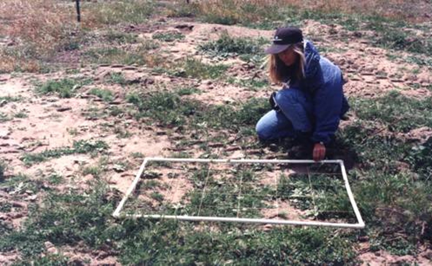 <p>A one metre square that is placed in an area of study to study population size of slow-moving organisms</p>