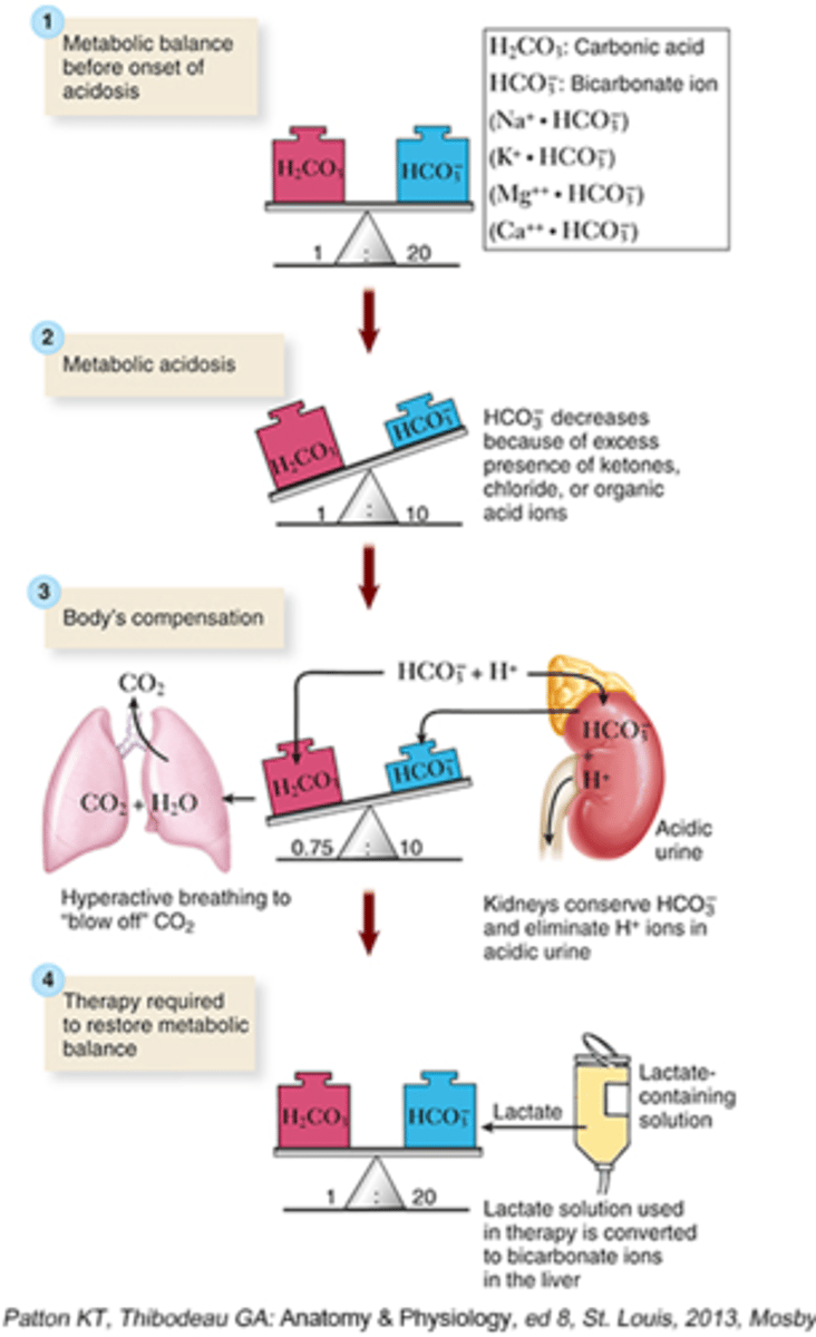<p>Increase build up of acid or excessive loss of HCO3-</p><p>- HCO3-: Decrease</p><p>- pH: Decrease</p><p>How do the lungs compensate?</p><p>- Blow more CO2 off</p><p>- Breathe deeper</p>