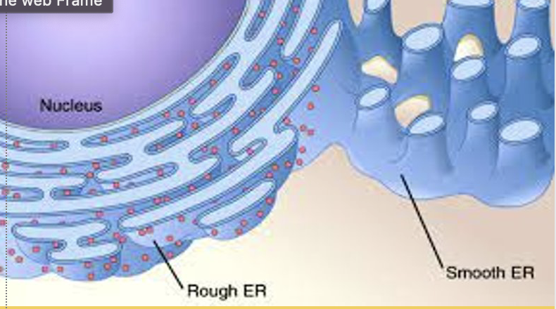 <p>what is rough ER?</p>