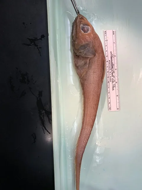 <p>What fish is this?</p>