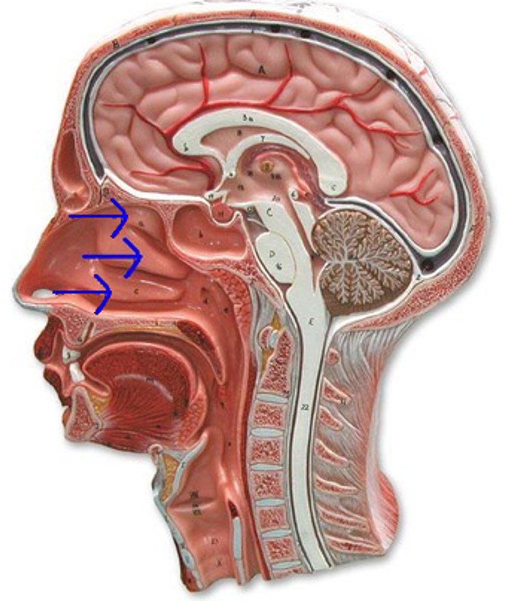 <p>superior and middle conchae part of ethmoid bone; inferior concha formed by its own bone</p>