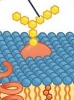 <p>carbohydrates bonded to proteins</p>