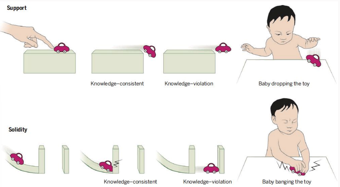 <p>Specific reactions to specific violation of expectation (i.e. testing material properties)</p><p></p>