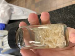 <p>What is the genus species of this tapeworm? It is the most common Taenia species in dogs in Alberta</p>