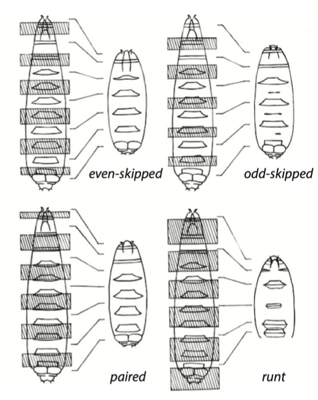 <p>mutants have alternating segments lost, the defects are in pairs</p><p>ex. even/odd-skipped, paired, runt</p>