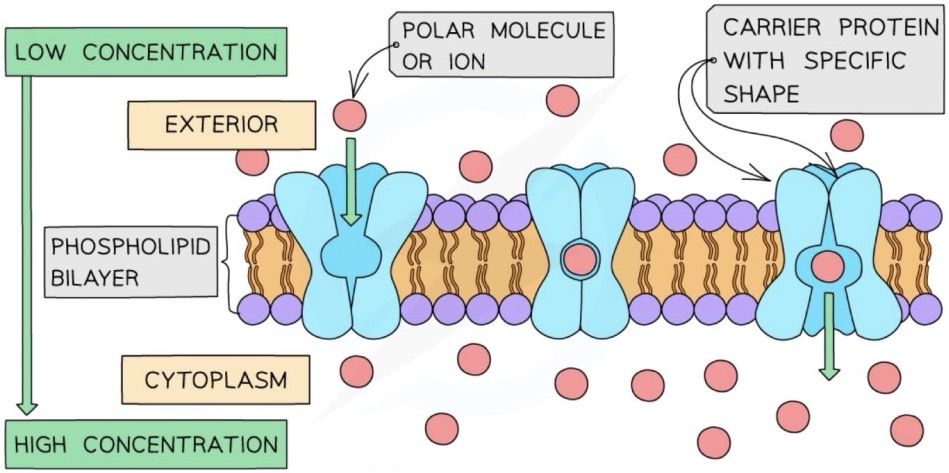 <p><span>- The molecule or ion binds to receptors in the carrier protein</span></p><p><span>- On the inside of the cell, ATP binds to the carrier protein and is hydrolysed into ADP and phosphate</span></p><p><span>- The binding of the phosphate causes the carrier protein to undergo a conformational change, opening up to the inside of the cell</span></p><p><span>- The molecule or ion is released to the inside of the cell</span></p><p><span>- The phosphate molecule is released from the carrier protein and recombines with ADP to form ATP</span></p><p><span>- The carrier protein returns to its original shape</span></p>
