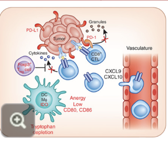 <ul><li><p>hot tumours show compartively higher immune activity compared to cold tumours</p></li><li><p>characteristics:</p><ul><li><p>high numbers of CD8+ TILs</p></li><li><p>high levels of interferon IFN genes</p></li><li><p>usually respond well to treatment (chemo or immunotherapy)</p></li></ul></li></ul><p></p>