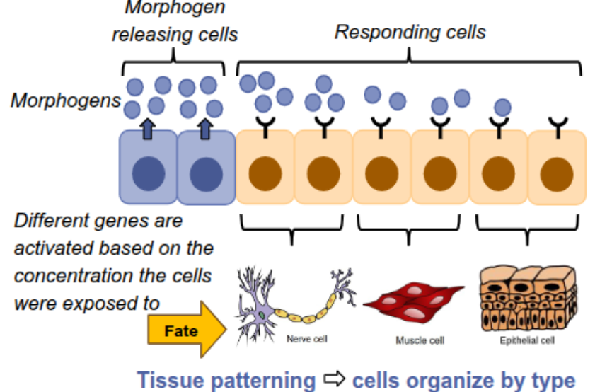 <p>specific type of signaling molecules that diffuse through developing tissues, forming a concentration gradient</p><p>a cell’s response is dependent on the concentration of the morphogen it was exposed to</p><p>leads to differential gene expression between cells</p>