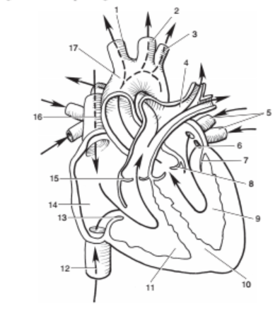 <p>What # is the aortic valve ?</p>