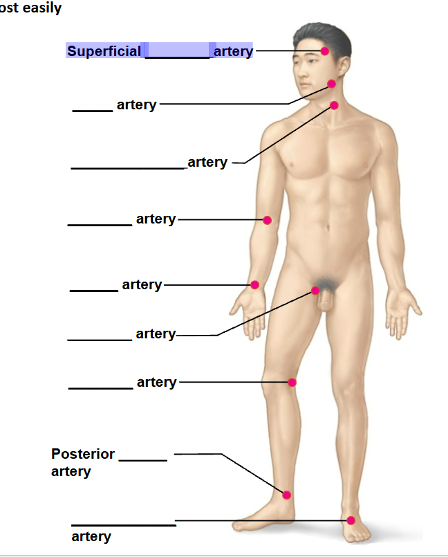 <p>highlighted artery </p>