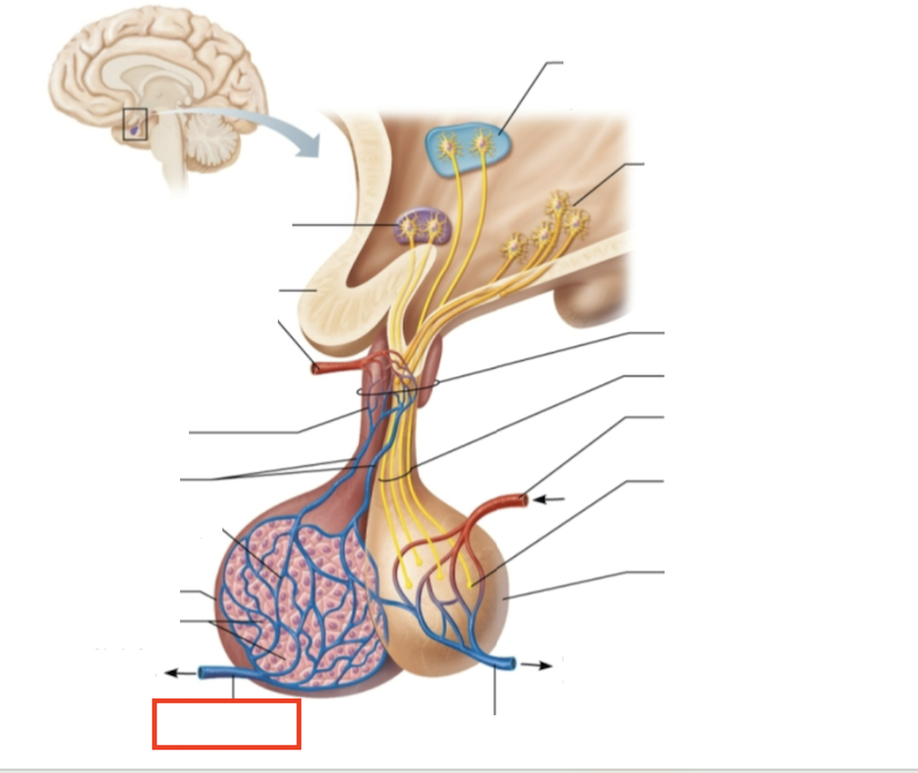 <p>What structure is highlighted?</p>