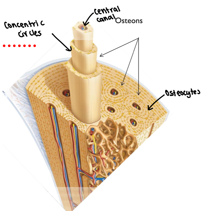 <ul><li><p><strong>central canal</strong> - containing blood vessels and nerves</p></li><li><p><strong>concentric circles</strong> - hollow cylinders of matric </p></li><li><p><strong>osteocytes</strong> - lie between the cylinders of matrix</p></li></ul><p></p>