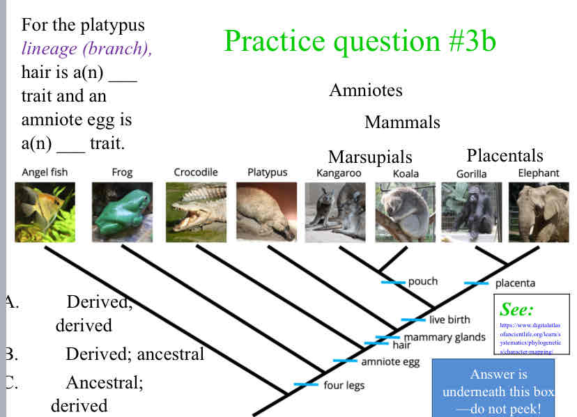 <p>Practice Question (Traits) - For the platypus <em>lineage (branch), </em>hair is a(n) ___ trait and an amniote egg is a(n) ___ trait.</p>