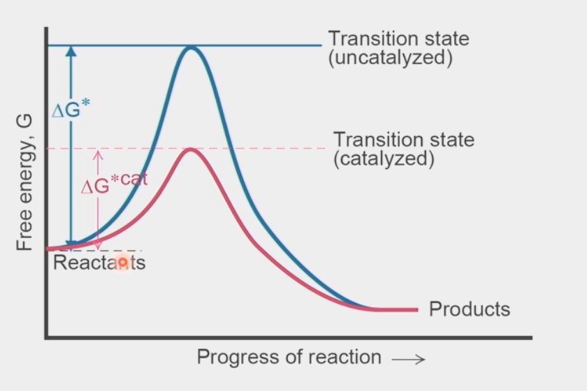 <ul><li><p><span><span>short-lived configuration of atoms at a local energy maximum (highest </span><strong><span>potential</span></strong><span> energy) in a reaction-energy diagram </span></span></p></li><li><p><span><span>catalysts lower this value → less ΔG required to get over this point</span></span></p><ul><li><p>energy obtained from random collisions → if value is lower, then<strong> higher probability </strong>to get over it</p></li></ul></li><li><p><span><span>products have </span><u><span>LOWER</span></u><span> ΔG than reactants (overall negative = </span><strong><span>spontaneous</span></strong><span> rxn)</span></span></p></li></ul><p></p>