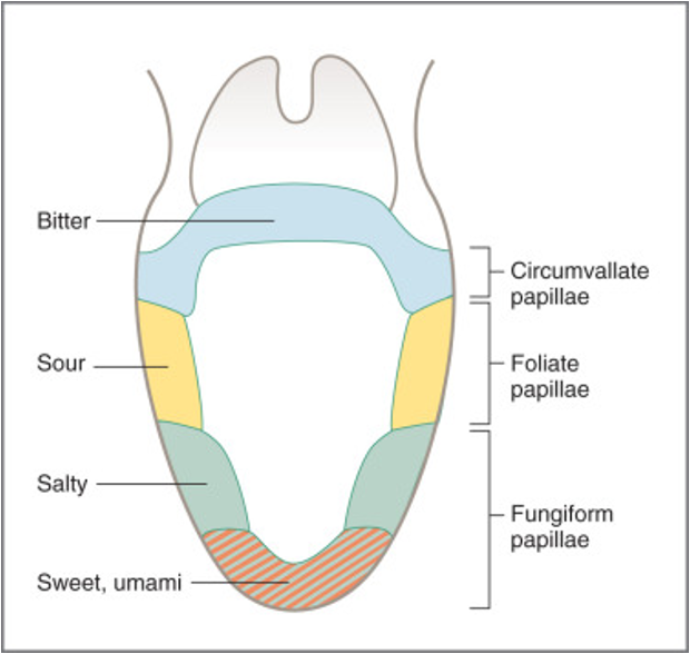 <p><span>•<strong>Filiform:&nbsp; NONE</strong></span></p><p><span>•<strong>Circumvallate</strong>:&nbsp; <strong>Bitter</strong></span></p><p><span>•<strong>Foliate</strong>:&nbsp; <strong>Sour</strong></span></p><p><span><strong>-</strong></span></p><p><span>•<strong>Fungiform:</strong></span></p><p><span>•Anterior 2/3 (not tip):&nbsp; <strong>Salty</strong></span></p><p><span>•Tip of tongue:&nbsp; <strong>Sweet</strong> and <strong>Umami</strong></span></p><p><span>•<strong>Umami:&nbsp; aka glutamate or MSG</strong></span></p><p><span>•<strong>‘Tastes like chicken!’</strong></span></p><p></p>