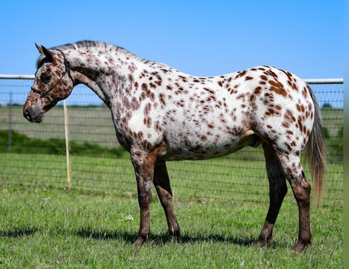 <p>What breed (pattern) is this horse?</p>