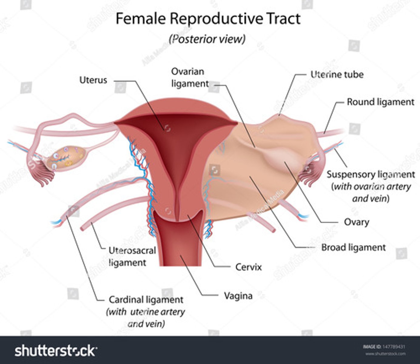 <p>anteroinferior; labia majora; position</p>