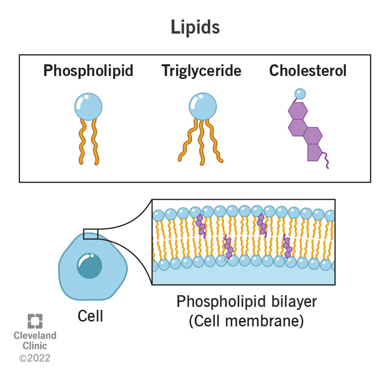 <p>A diverse group of hydrophobic macromolecules, including fats, phospholipids, and steroids. Composed mainly of C and H, with some O.</p>