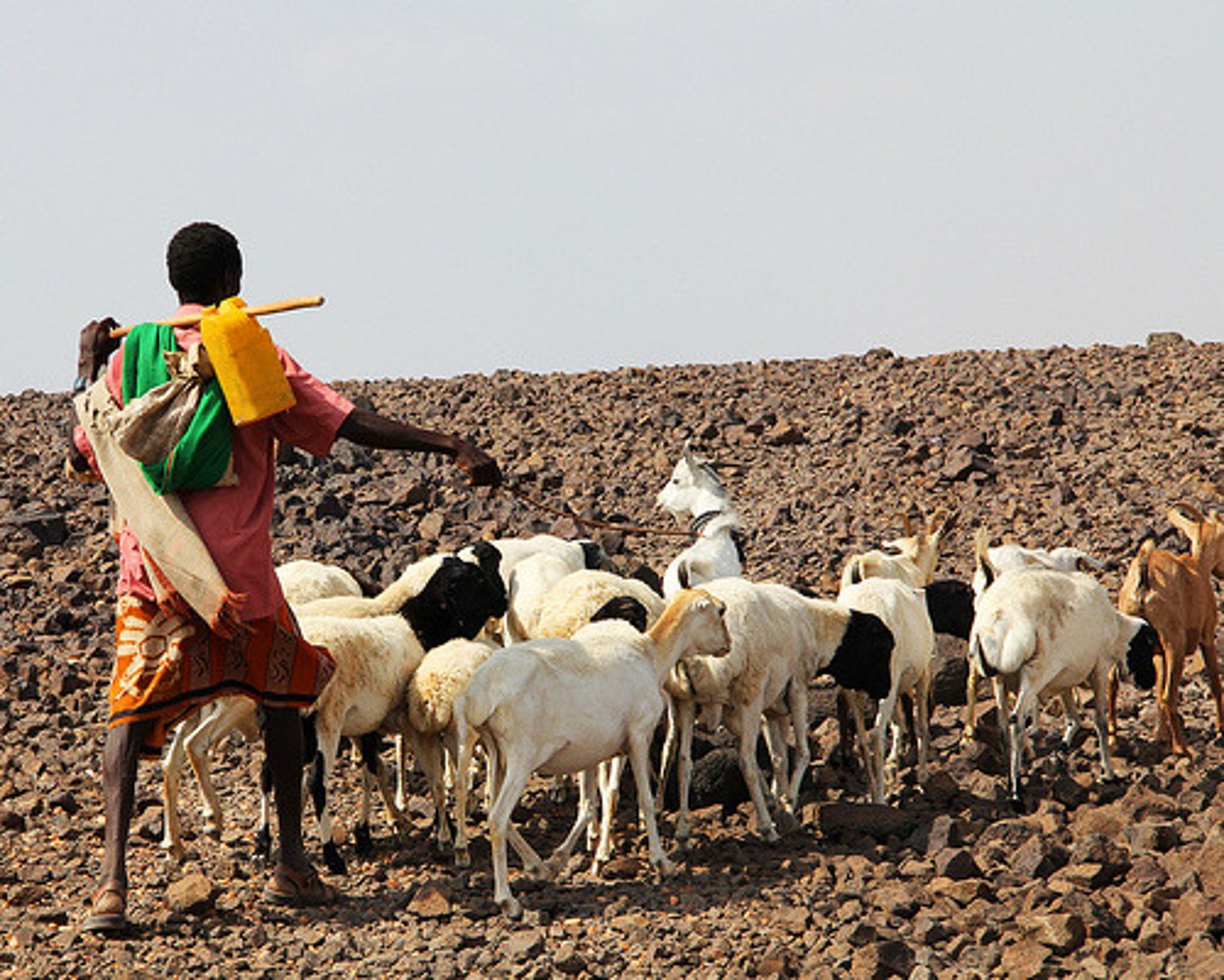 <p>Involves moving animals on a seasonal basis to areas that have necessary vegetation &amp; water to meet the needs of animals. Done in arid climates in North Africa and Central Asia. Mostly goats, sheep, camels. People survive off of the milk products of the animals &amp; rarely meat products.</p>